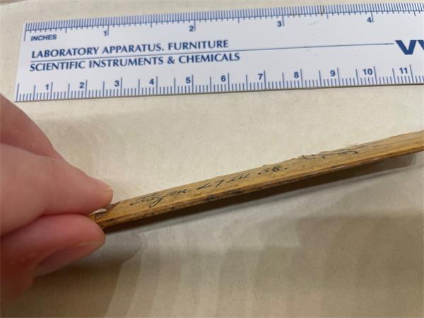 A specimen tag made of bamboo. It is viewed from a side/oblique angle, and a thin veneer can be seen lifting away from the wood. There is a white ruler in the background.